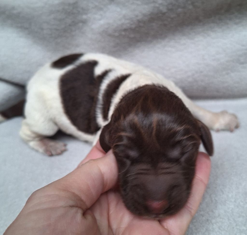 Des Arrêts De Cremont - Chiot disponible  - Chien d'arrêt allemand à poil dur