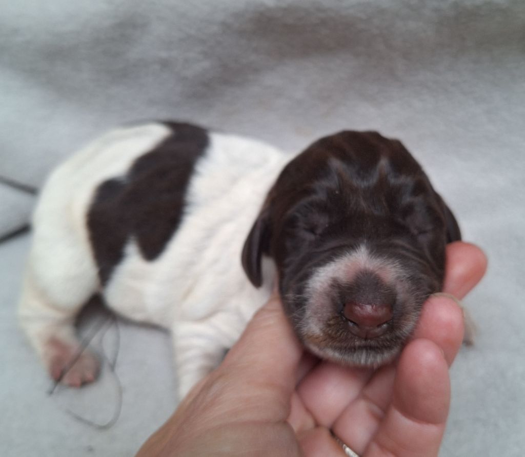 Des Arrêts De Cremont - Chiot disponible  - Chien d'arrêt allemand à poil dur