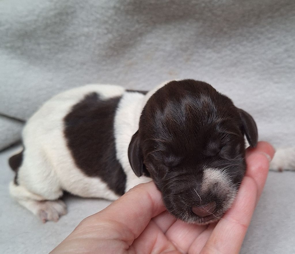 Des Arrêts De Cremont - Chiot disponible  - Chien d'arrêt allemand à poil dur