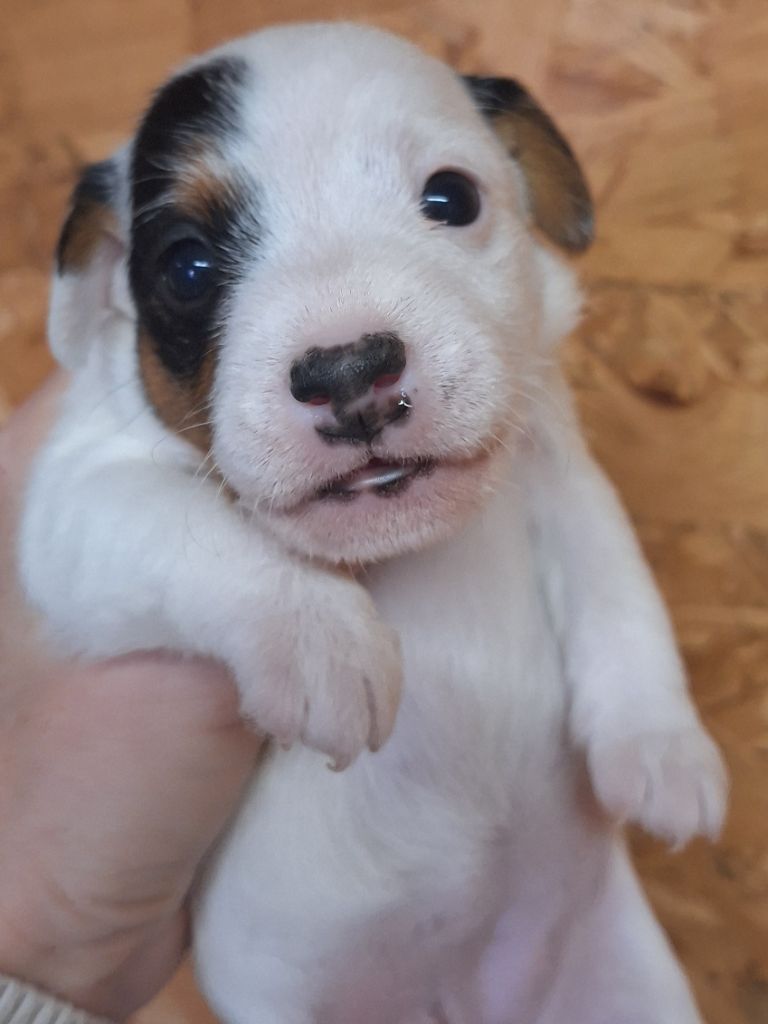 Des Arrêts De Cremont - Chiot disponible  - Parson Russell Terrier