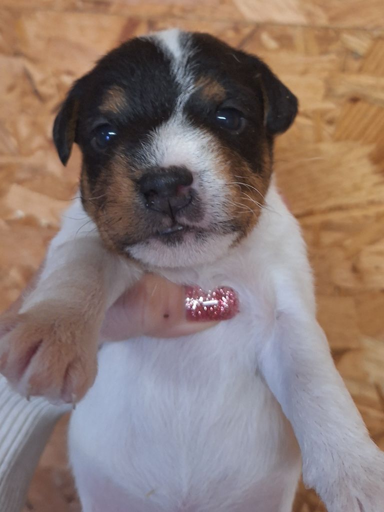 Des Arrêts De Cremont - Chiot disponible  - Parson Russell Terrier