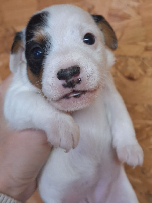 Des Arrêts De Cremont - Parson Russell Terrier - Portée née le 01/11/2024