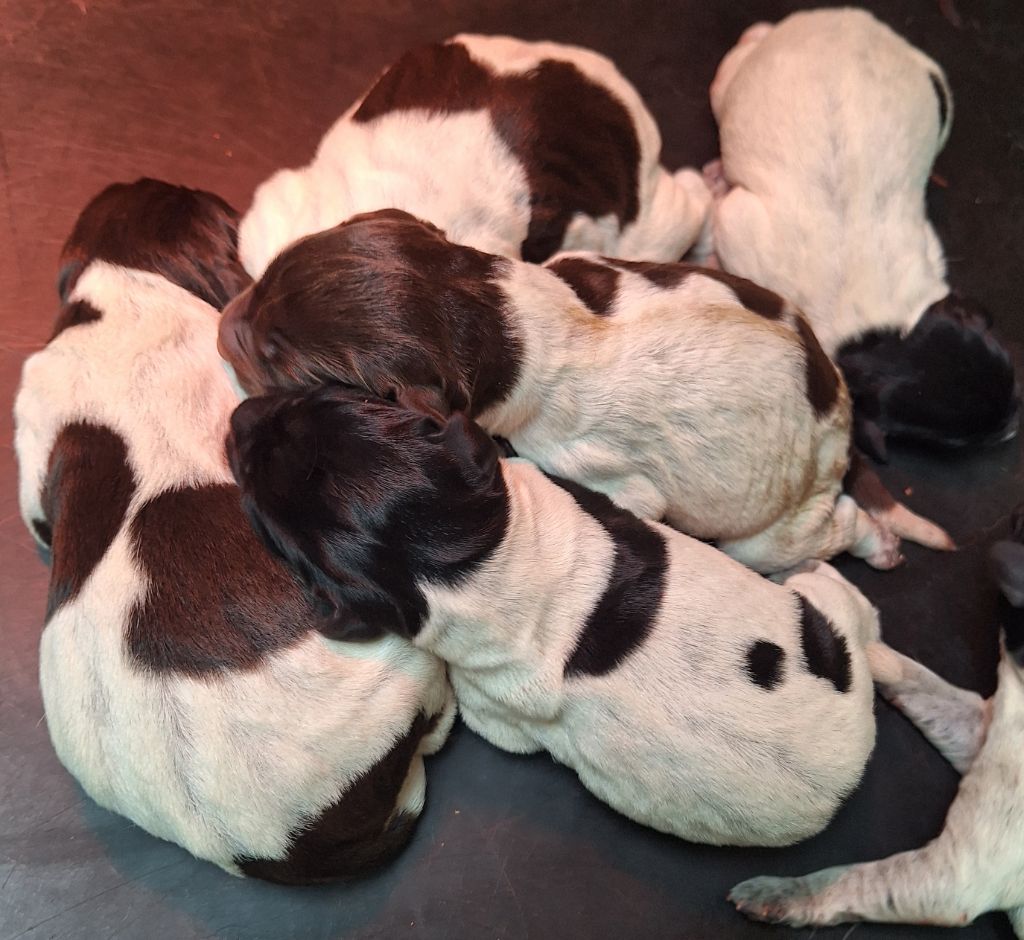 chiot Chien d'arrêt allemand à poil dur Des Arrêts De Cremont