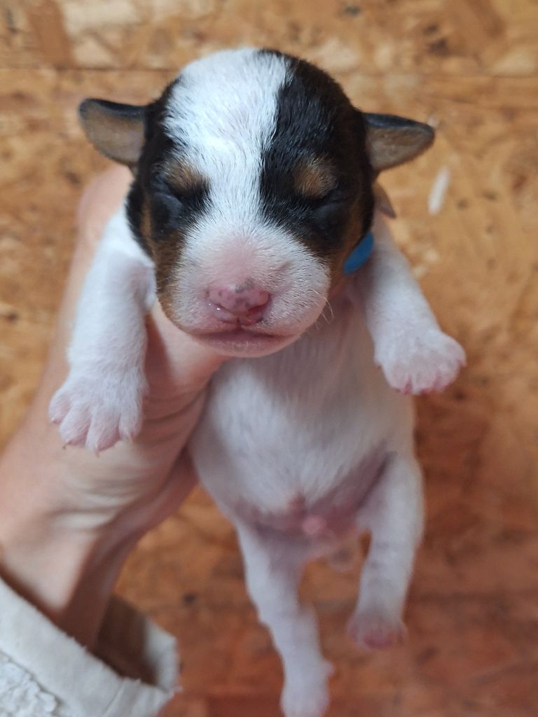 Des Arrêts De Cremont - Chiot disponible  - Parson Russell Terrier