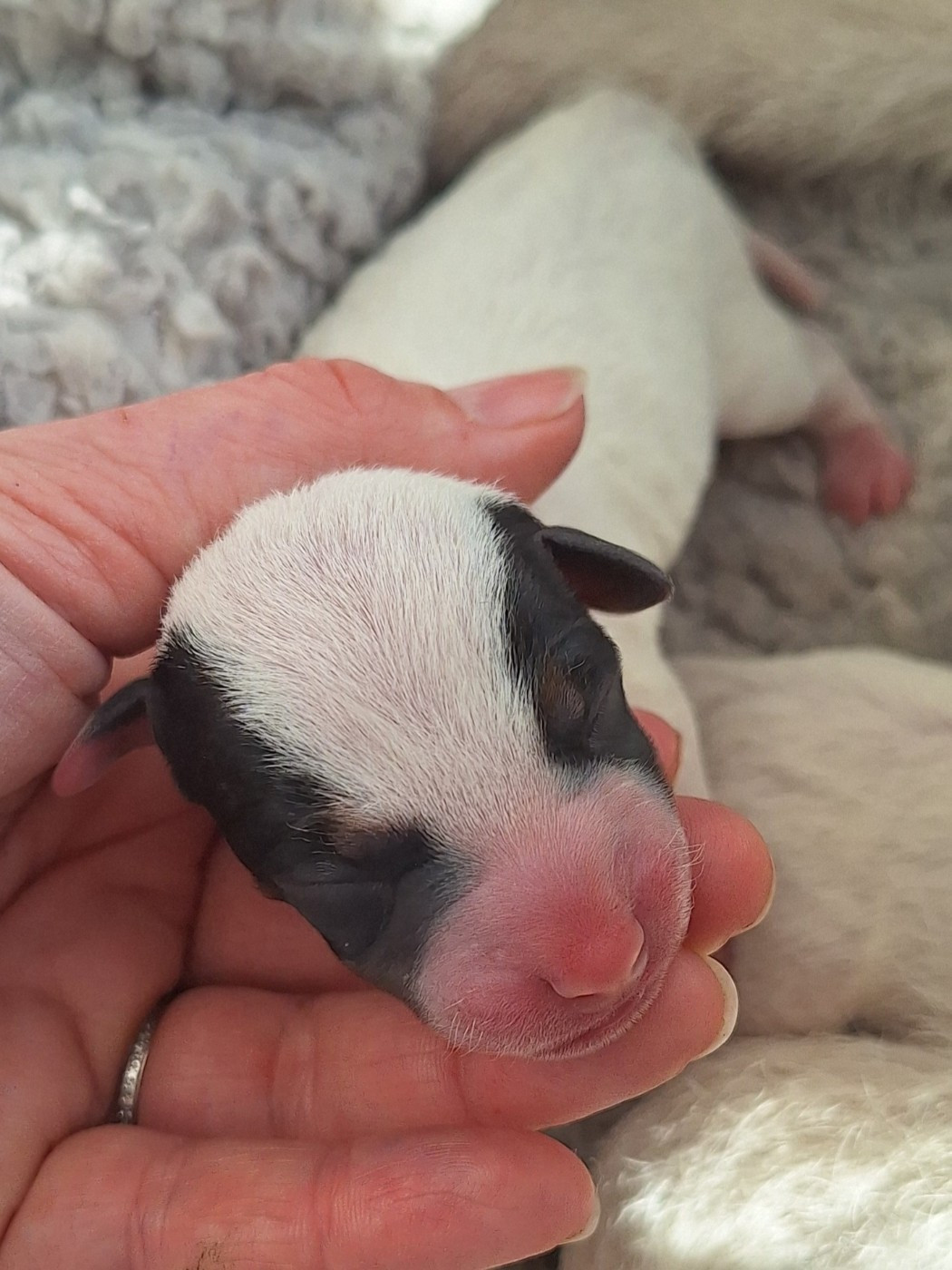 Des Arrêts De Cremont - Chiots disponibles - Parson Russell Terrier