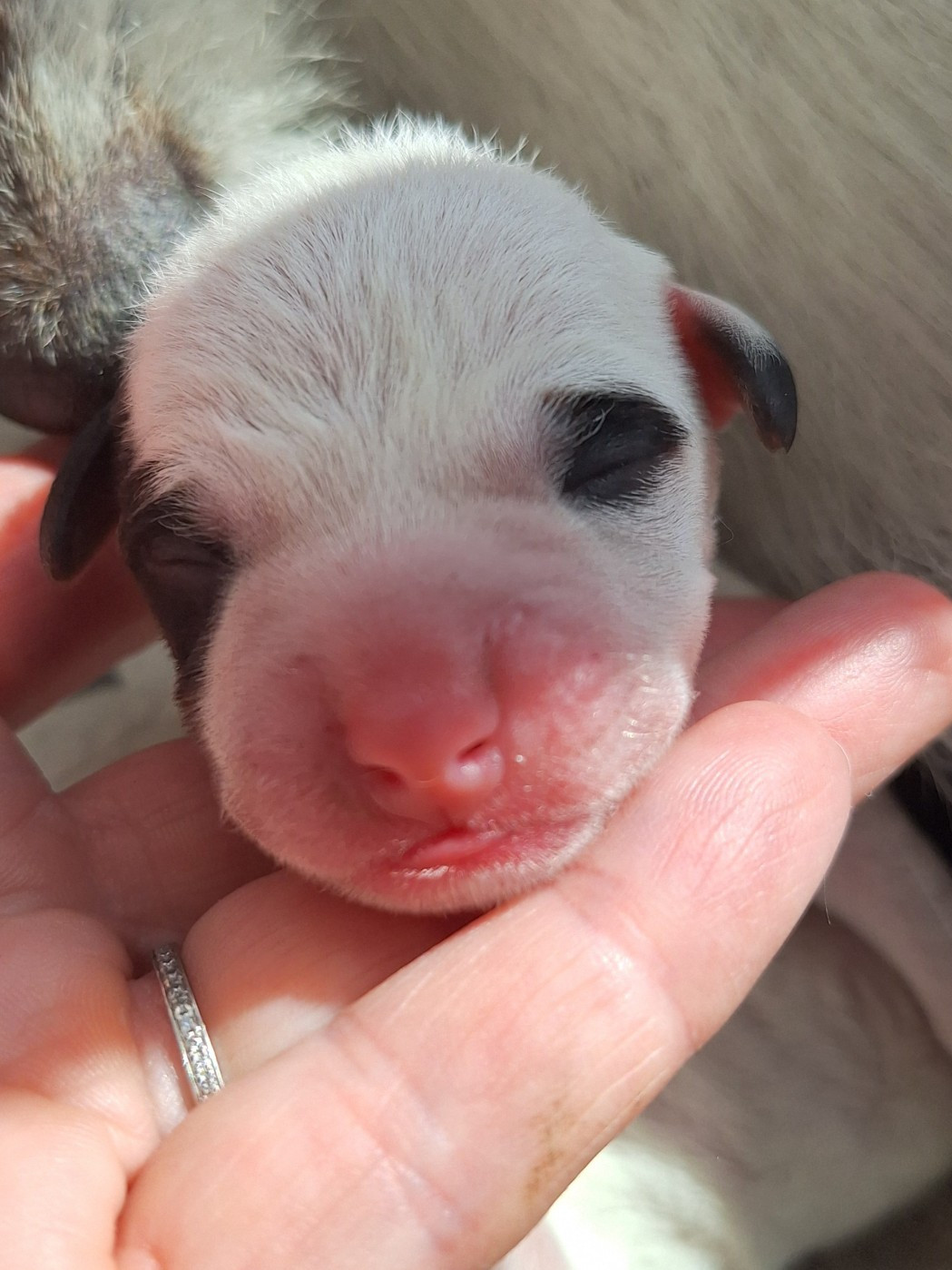 Des Arrêts De Cremont - Chiots disponibles - Parson Russell Terrier