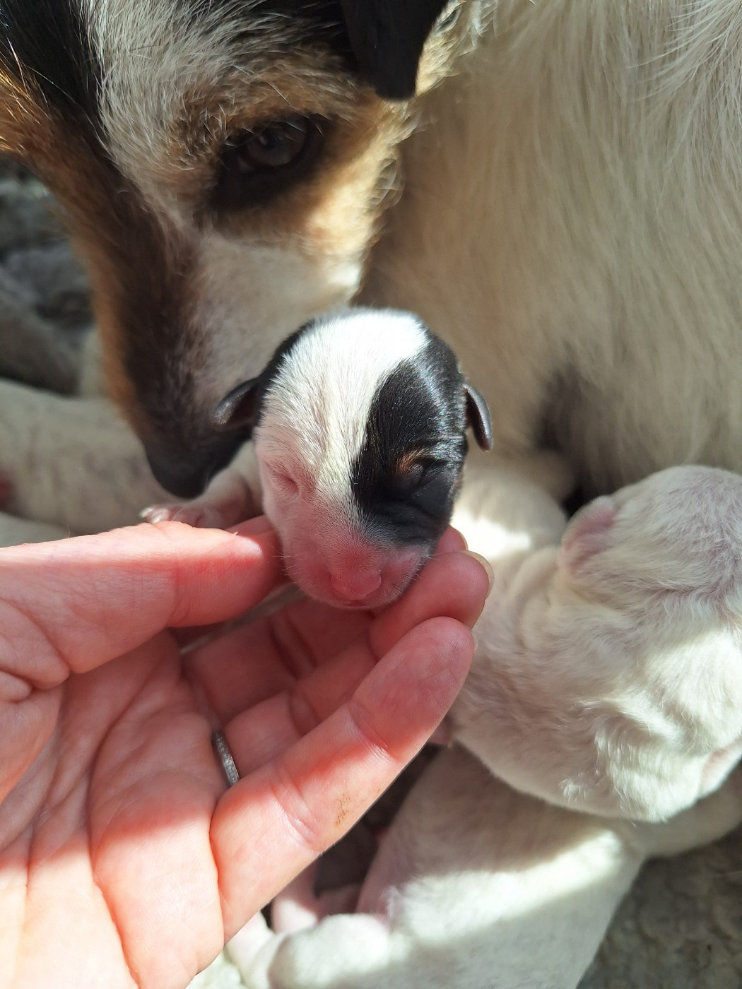 Des Arrêts De Cremont - Chiots disponibles - Parson Russell Terrier