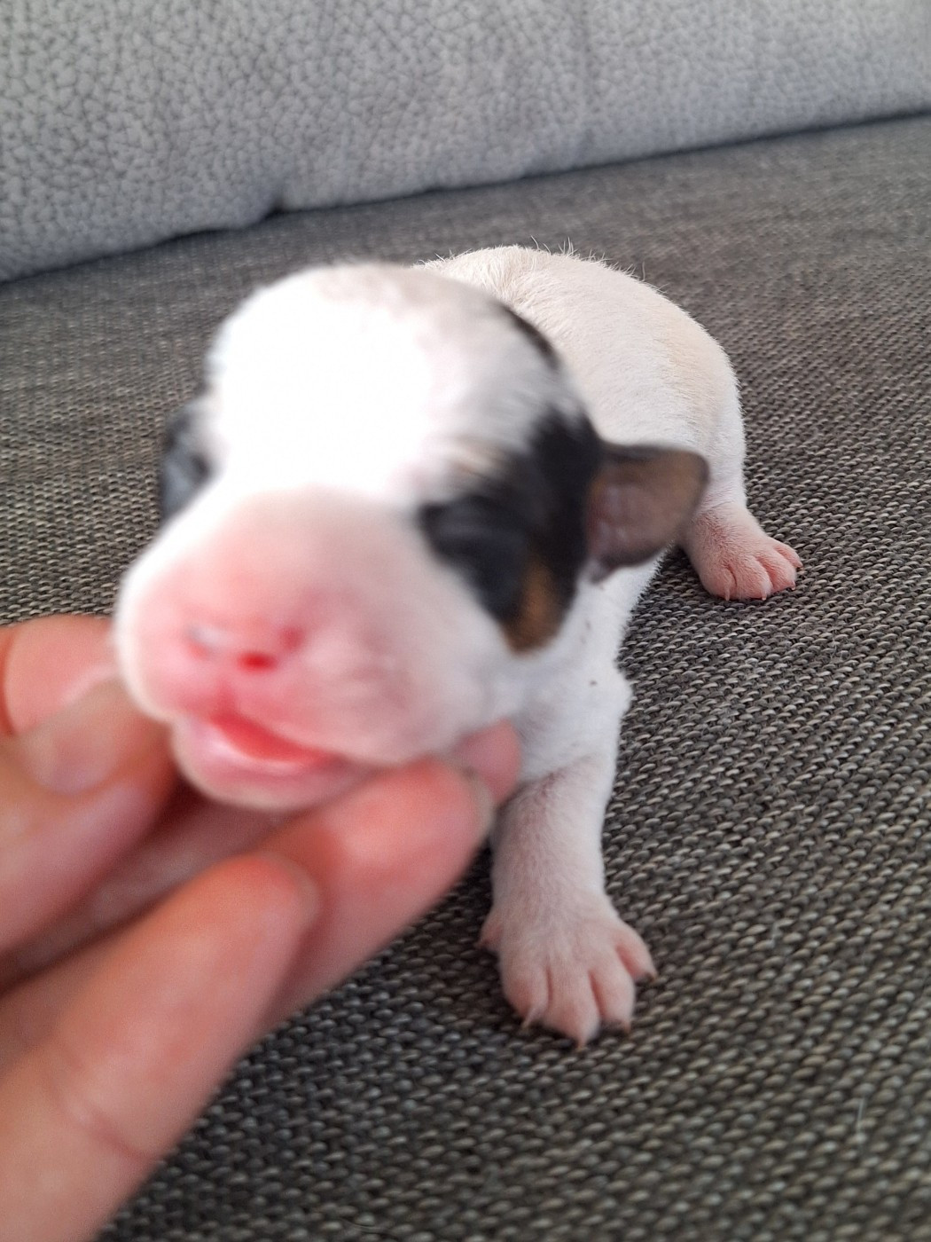 Des Arrêts De Cremont - Chiots disponibles - Parson Russell Terrier