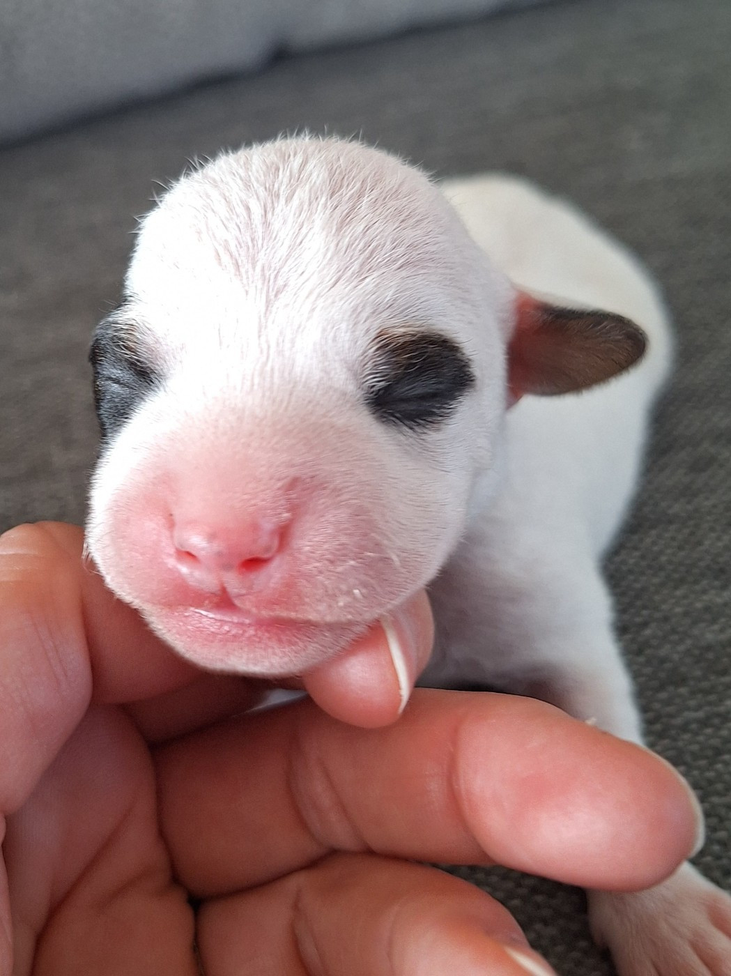 Des Arrêts De Cremont - Chiots disponibles - Parson Russell Terrier