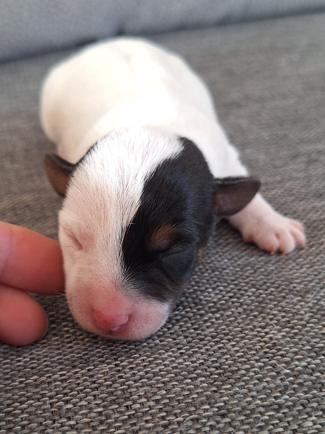 Des Arrêts De Cremont - Chiots disponibles - Parson Russell Terrier