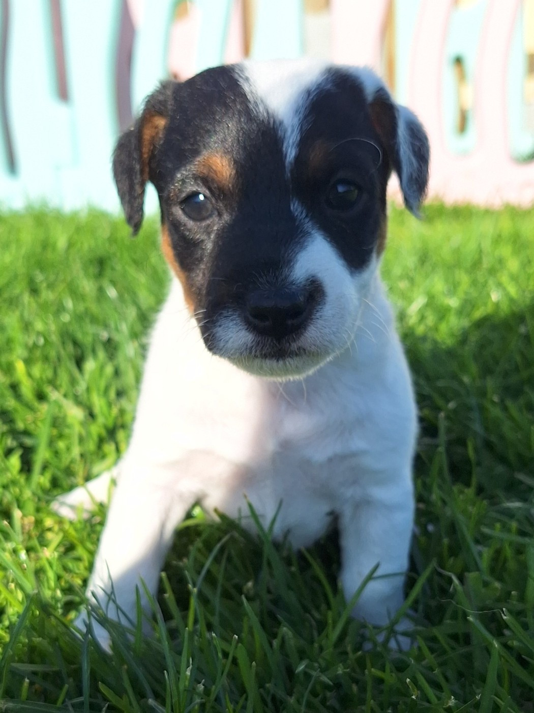 Des Arrêts De Cremont - Chiots disponibles - Parson Russell Terrier