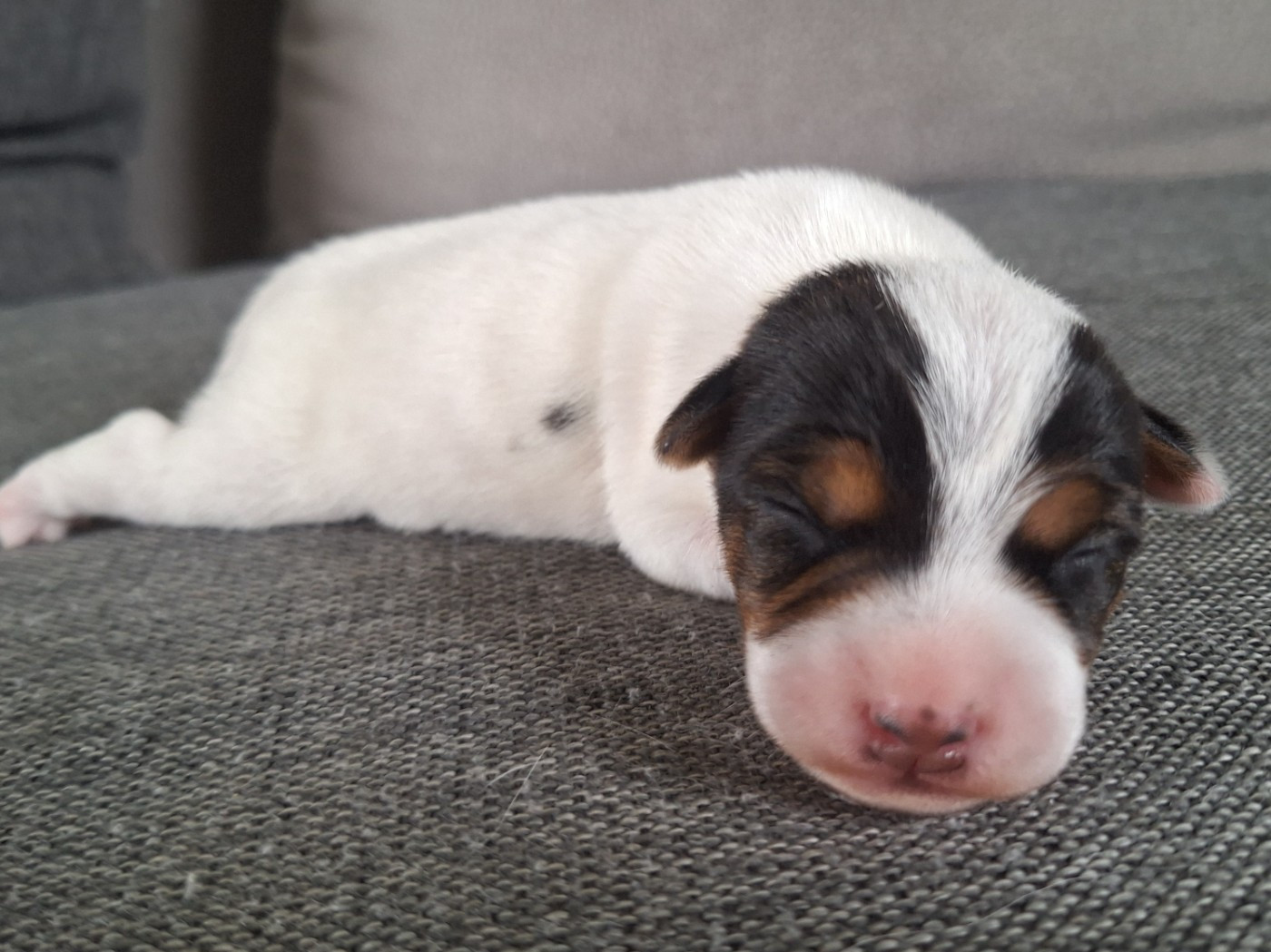 Des Arrêts De Cremont - Chiots disponibles - Parson Russell Terrier