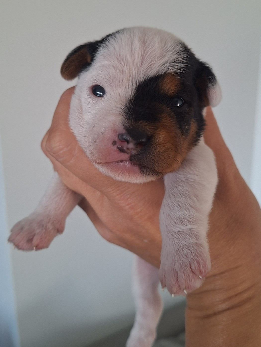 Des Arrêts De Cremont - Chiots disponibles - Parson Russell Terrier