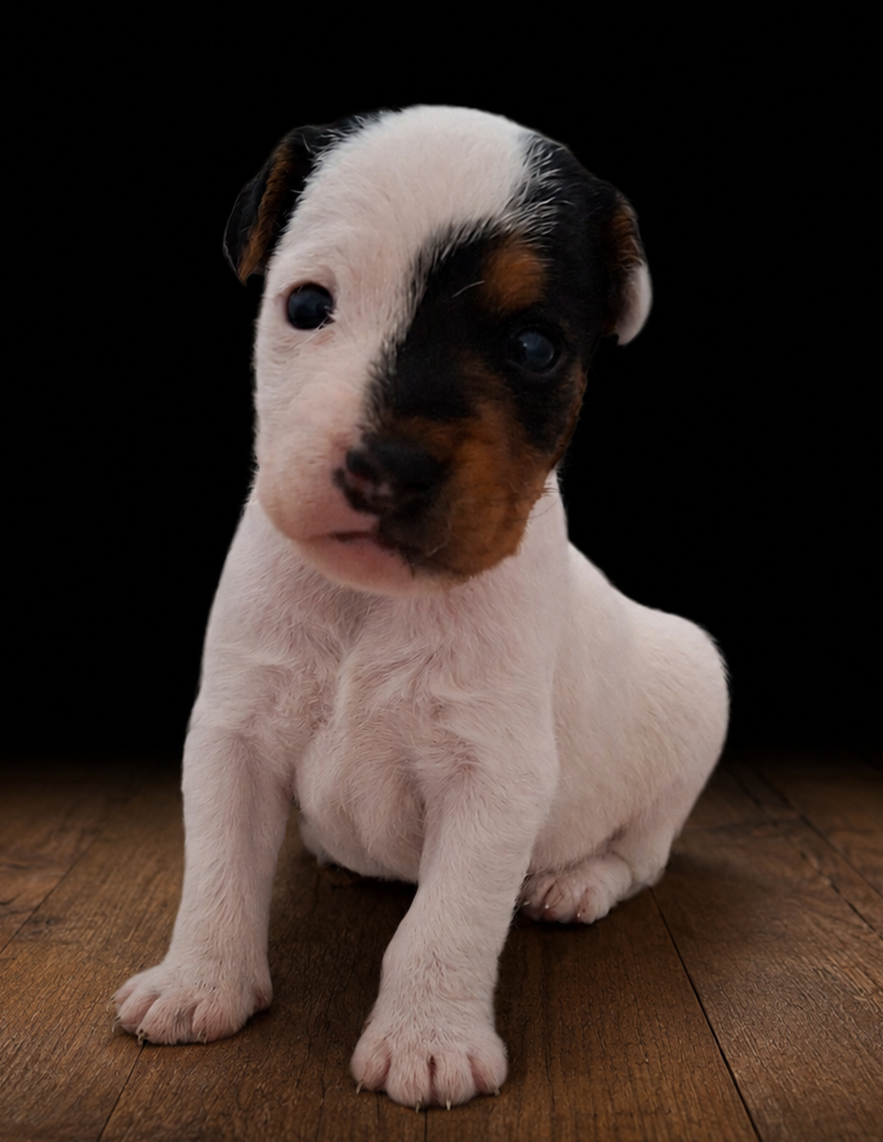 Des Arrêts De Cremont - Chiots disponibles - Parson Russell Terrier