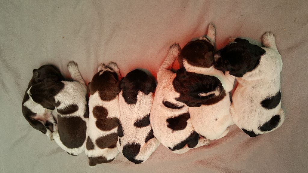 Des Arrêts De Cremont - Chien d'arrêt allemand à poil dur - Portée née le 12/08/2019