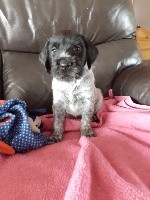 CHIOT
