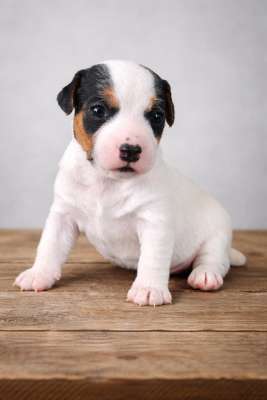 CHIOT 4