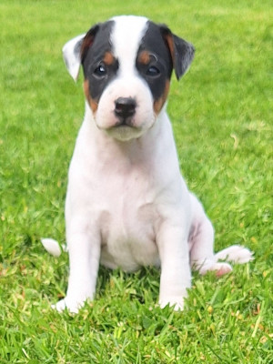 CHIOT 1