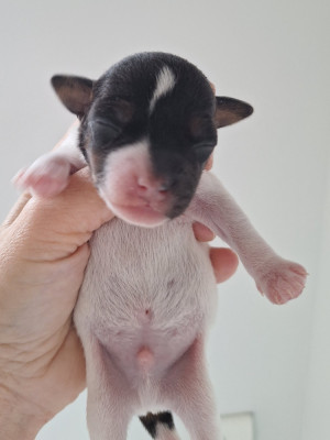 CHIOT 2