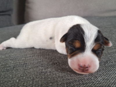 CHIOT 3