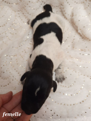 CHIOT 7